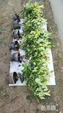 高度40厘米金森女贞小苗