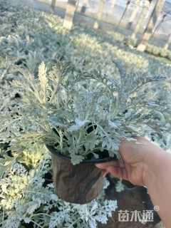 高度25厘米银叶菊