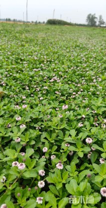 高度1厘米姬岩垂草