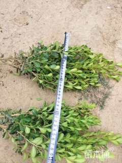 高度35厘米瓜子黄杨