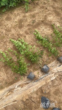 高度50厘米云南黄馨