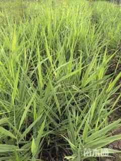 高度25厘米花叶芦竹