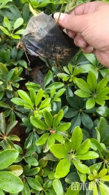 高度25厘米鸭脚木