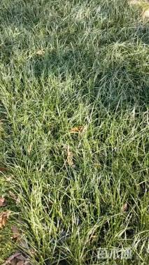 高度18厘米葱兰