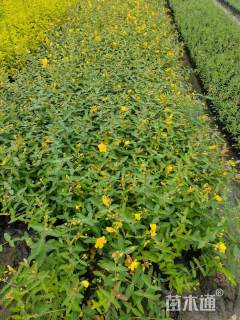 高度30厘米金丝桃