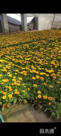 高度50厘米勋章菊