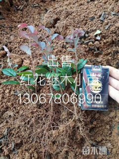 高度10厘米红花继木