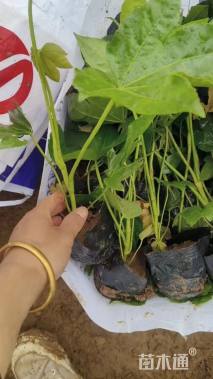 高度40厘米八角金盘