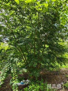 8公分(3杆)丛生朴树