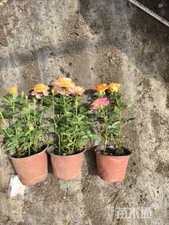 高度25厘米欧洲月季