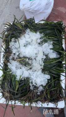 高度20厘米苦草