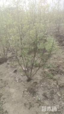 高度180厘米丛生黄栌