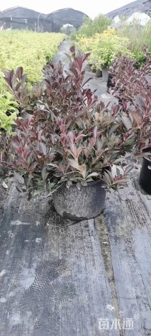 高度50厘米红王子锦带