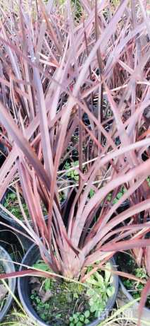 高度50厘米新西兰亚麻