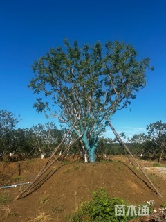 高度500厘米丛生元宝枫