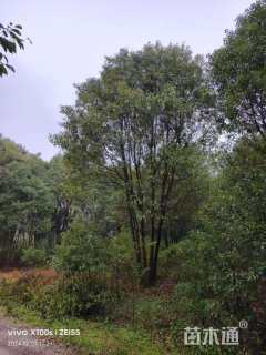 20公分(3杆)丛生香樟