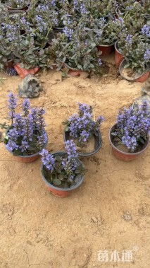 高度20厘米多花筋骨草