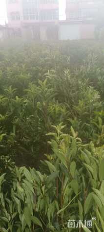 高度60厘米法国冬青