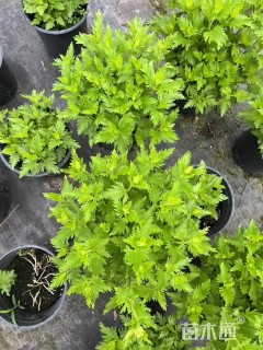 高度20厘米蓝雾草