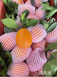 高度60厘米纽荷尔脐橙