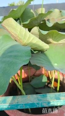 高度80厘米荷花