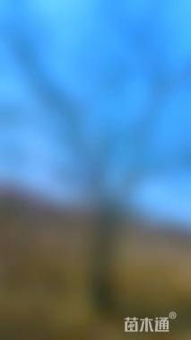 13公分(6杆)丛生朴树