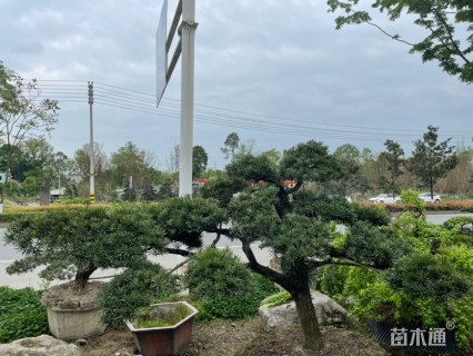 容器苗造型罗汉松