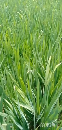 高度30厘米鸢尾