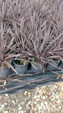 高度60厘米朱蕉