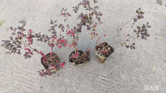 高度25厘米红花继木