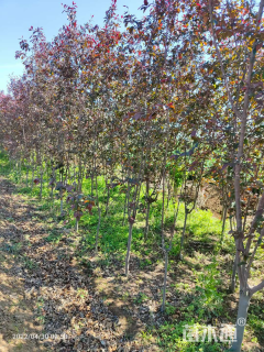 4公分红宝石海棠