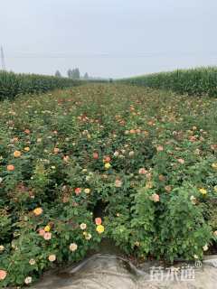 120厘米藤本月季