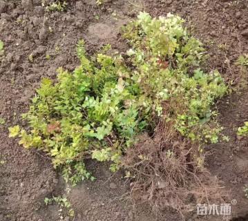 高度35厘米金山绣线菊