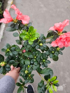 容器苗安酷杜鹃