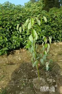 高度130厘米香樟小苗