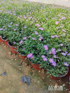 高度20厘米姬小菊