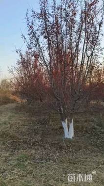 高度300厘米丛生山丁子