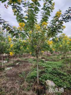 5公分黄槐