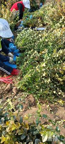 高度50厘米胶东卫矛