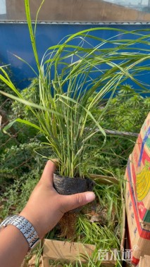 20厘米青绿苔草