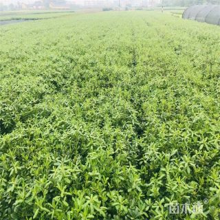 高度40厘米海桐苗