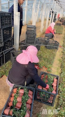 高度35厘米千鸟花