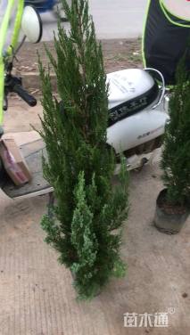 高度60厘米塔柏