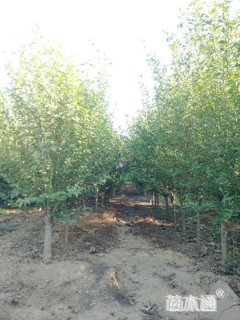 高度150厘米木槿