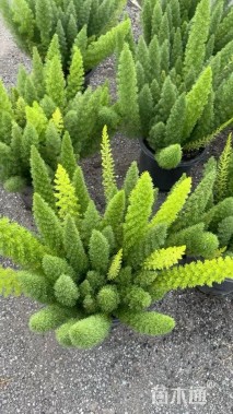 高度50厘米狐尾天门冬