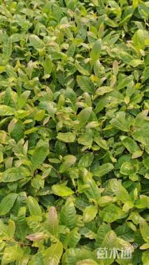 高度15厘米板栗