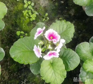 高度30厘米大花樱草