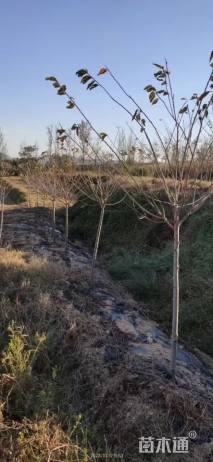 3公分染井吉野樱