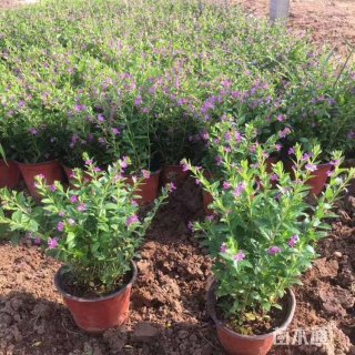 高度50厘米萼距花