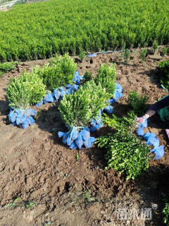 高度45厘米小叶黄杨